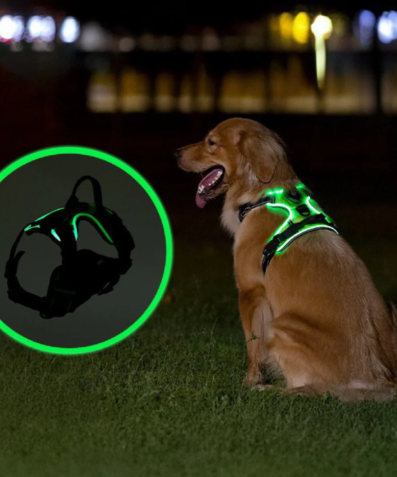 Glowing dog harness