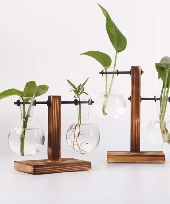 Terrarium av glas för växtodling med hydroponik